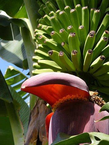 La Palma - Bananenblüte
