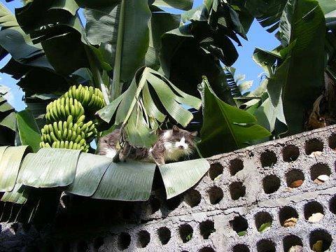 Katze in den Bananen