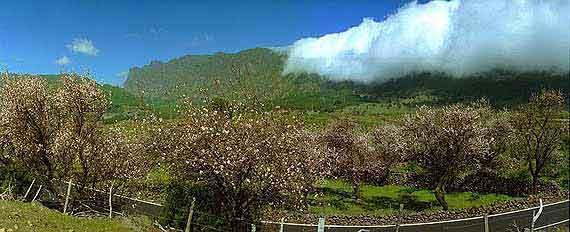 Mandelblüte auf La Palma - hier bei El Paso