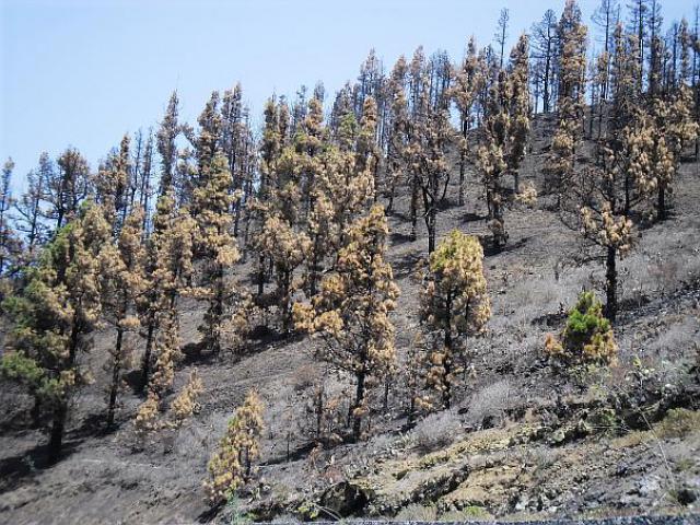 La Palma nach dem großen Feuer
